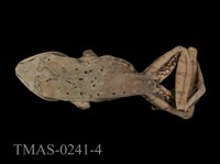 藏品(布氏樹蛙)的圖片